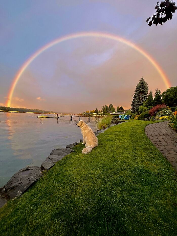 Dog Plus Full Rainbow: Match Made in Heaven