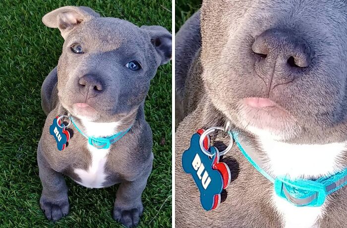 Meet Blu, The Tongue-Sticking-Out Pro