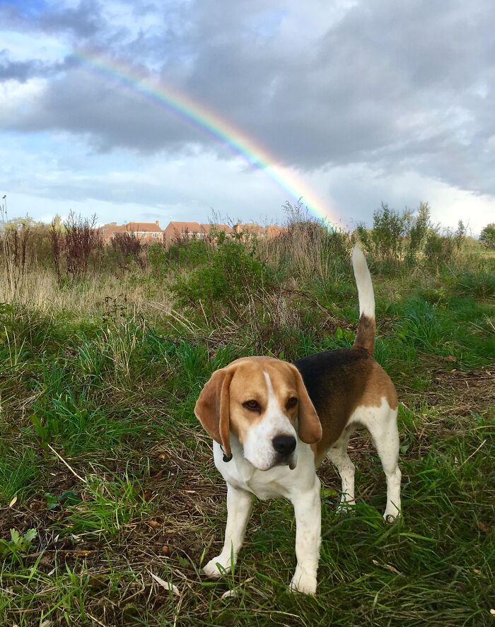 Superpower Unlock: Dog Edition