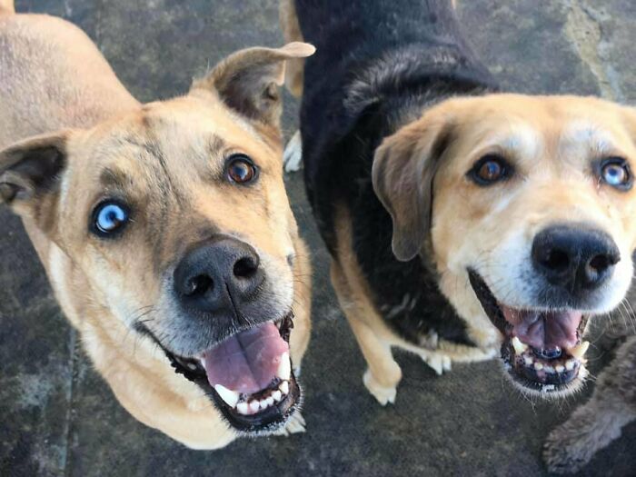 Doggy Daycare BFF Alert