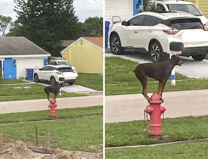 What the... Happened in My Yard?!