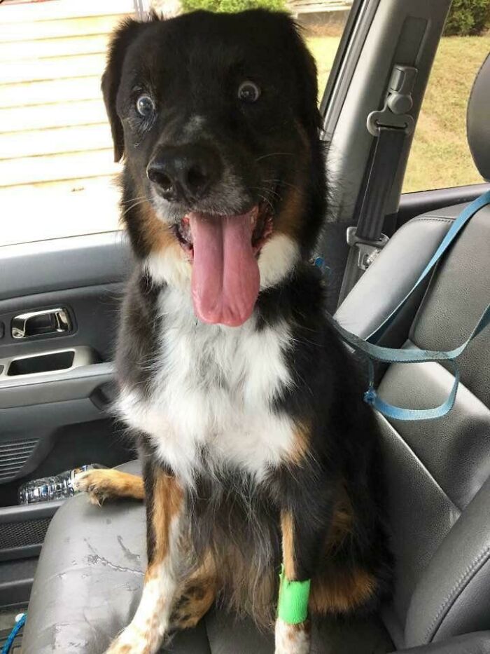 Post-Surgery Pup Totally Out of It