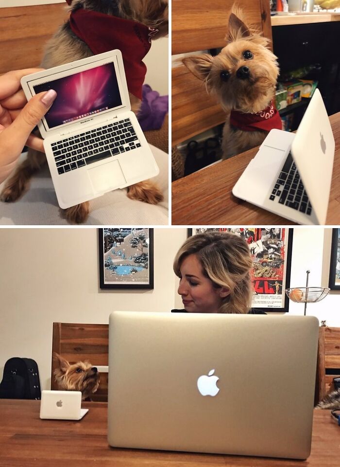 Mini Laptop? For The Dog? Yes, Please.
