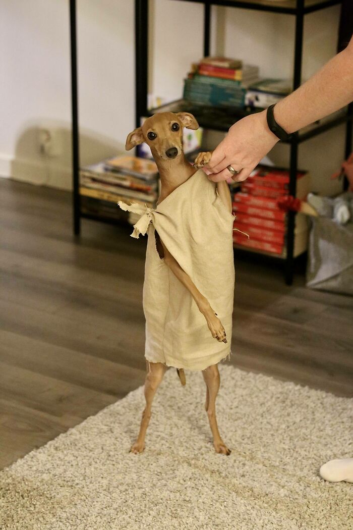 Birthday Dobby Dog Is Here to Party