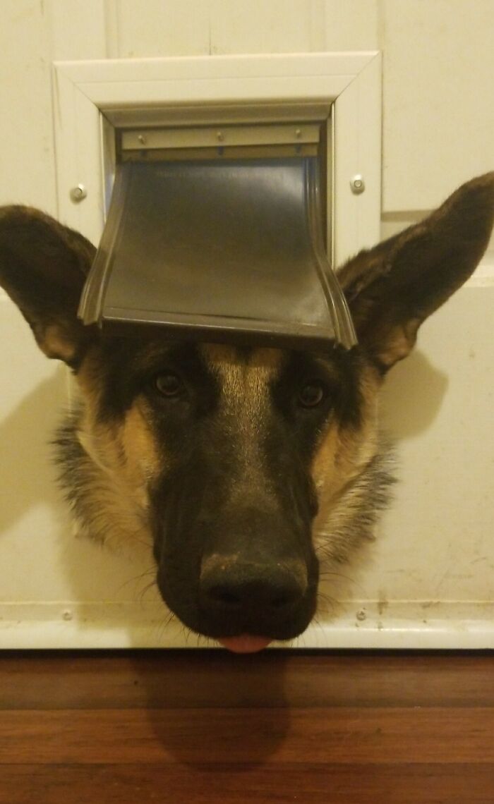 How My Dog Says 'I Missed You'