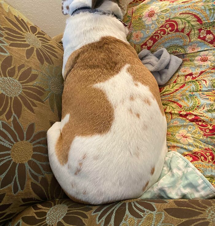 Dog’s Got a Cat Tattoo (Kind Of)