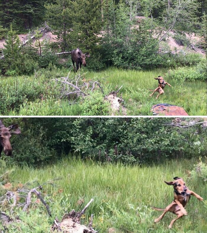 Dog Meets Moose and Mind = Blown