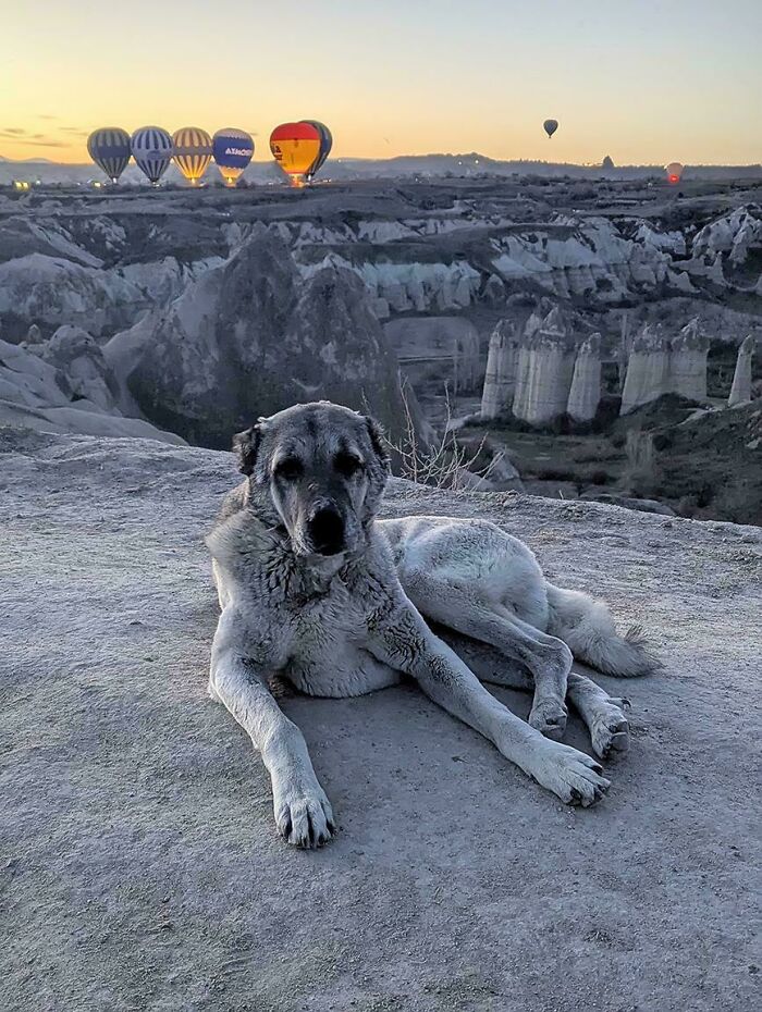 When Your Dog Matches the Scenery Like a Pro