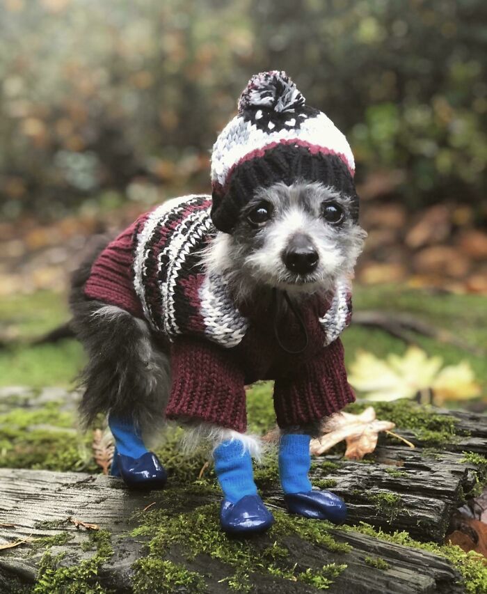 Tiny Old Dog, Tiny Hat, Tiny Boots = Big Cuteness