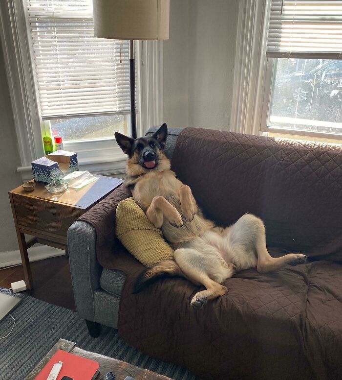 Shepherd Watching Bob's Burgers — Pure Pride Moment