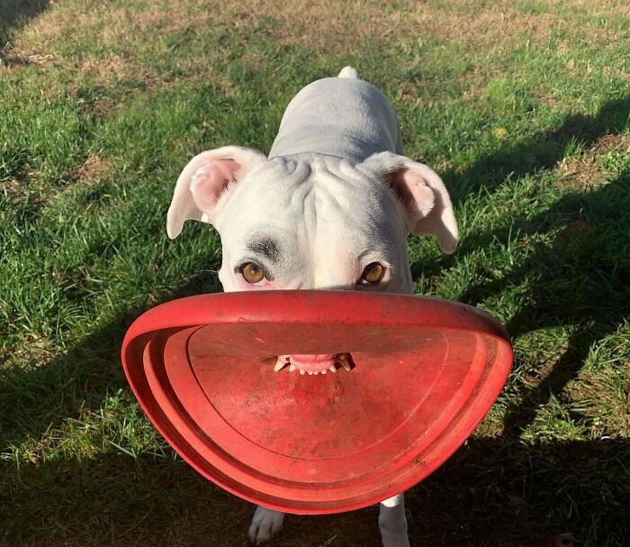 Meet Daisy: The World's Goofiest Best Friend