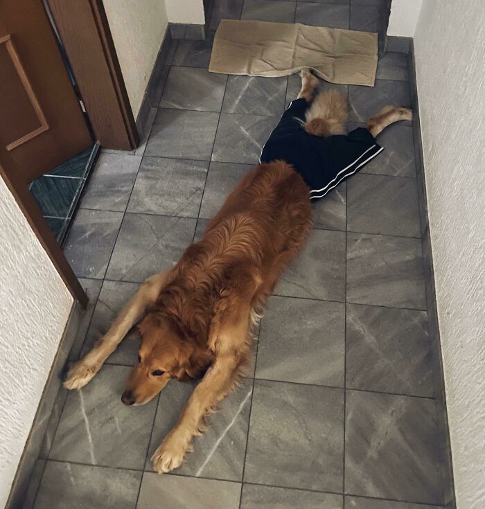 Neutered Dog Hates The Cone So We Gave Him Pants. He’s A Fan.