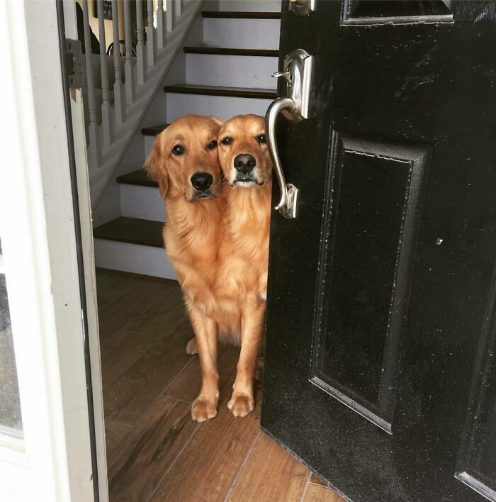 Two Dogs, One Body? Morning Magic.