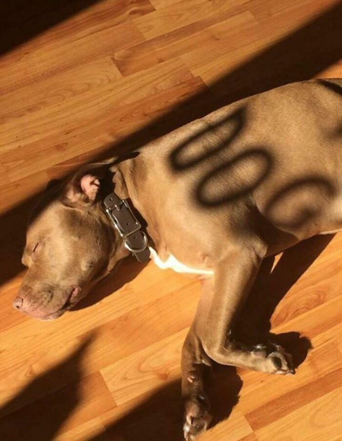 Shadow Knows What’s Up—Dog Edition