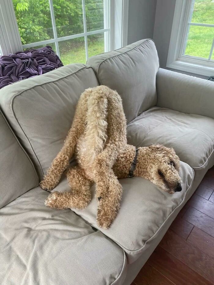 Tater: The Majestic Canine Cousin