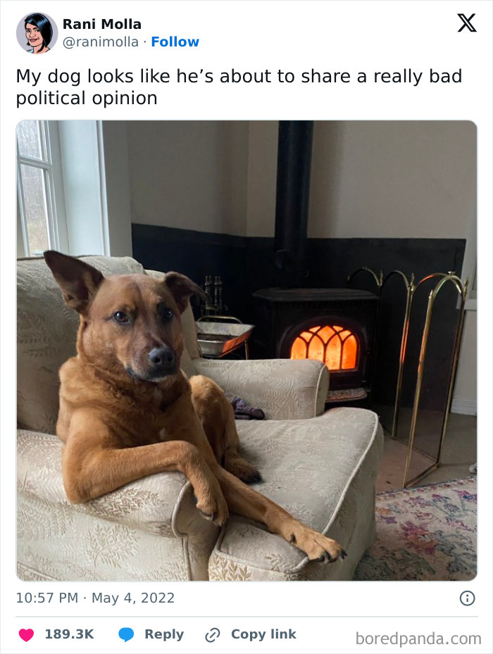 Just A Dog, Asking The Important Questions