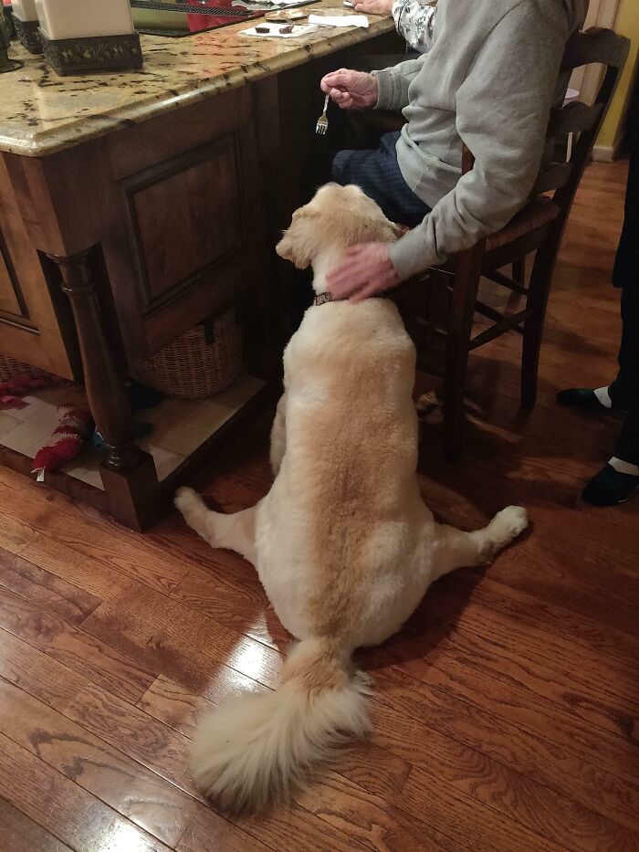 The Most Polite Dog Ever, Eating with Grandpa’s Help