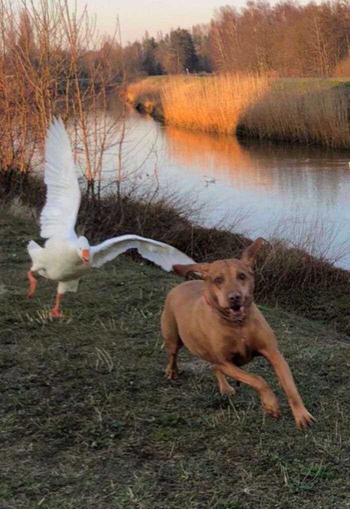 Dog Gets Chased By Goose and It's Hilarious