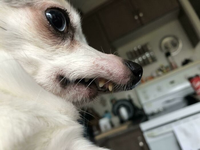 Beak Shows Off His ‘Perfect Teef’ Angle