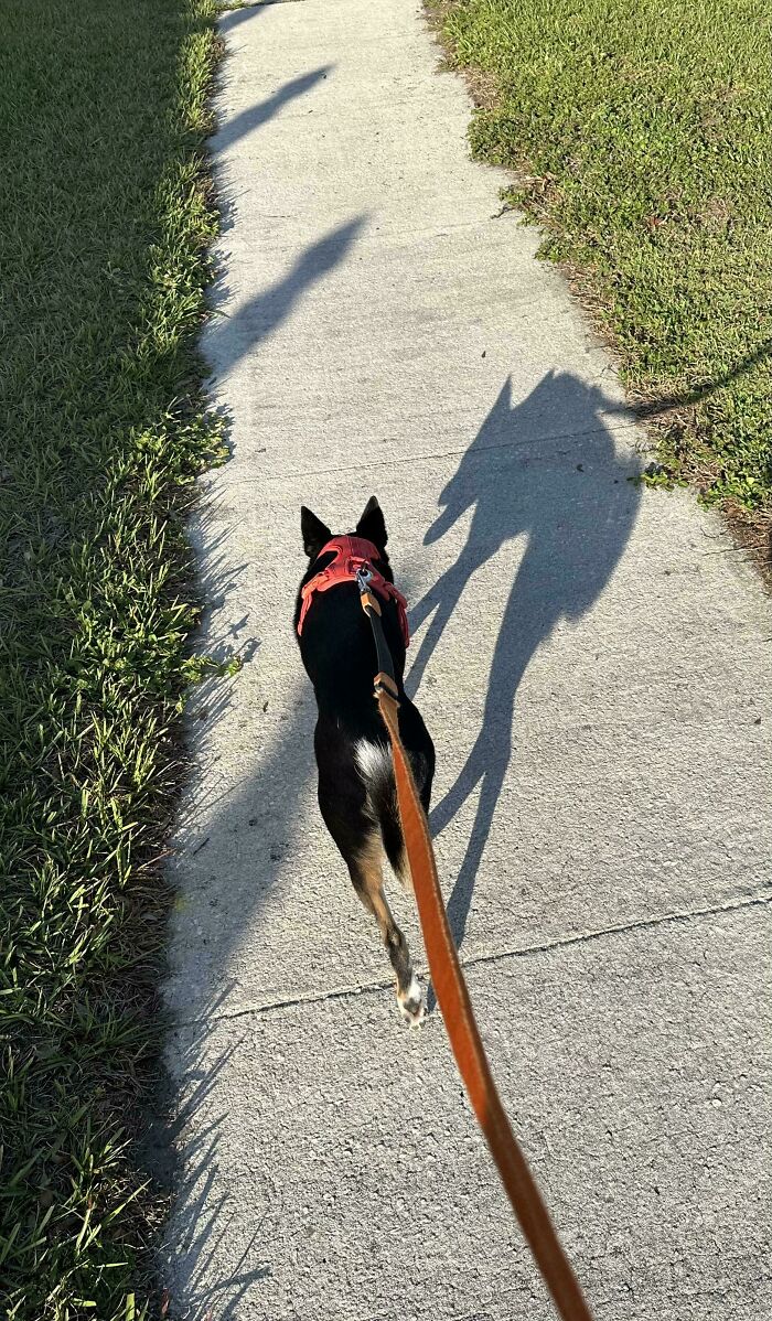 Beware: My Dog’s Shadow is Basically Scary Movie Material