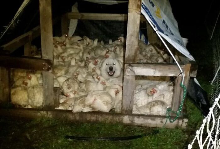 Farm Dog Joins the Sleepover — Because Why Not?