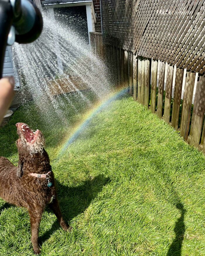 Rainbow Photo? Dog Just Had to Join In!
