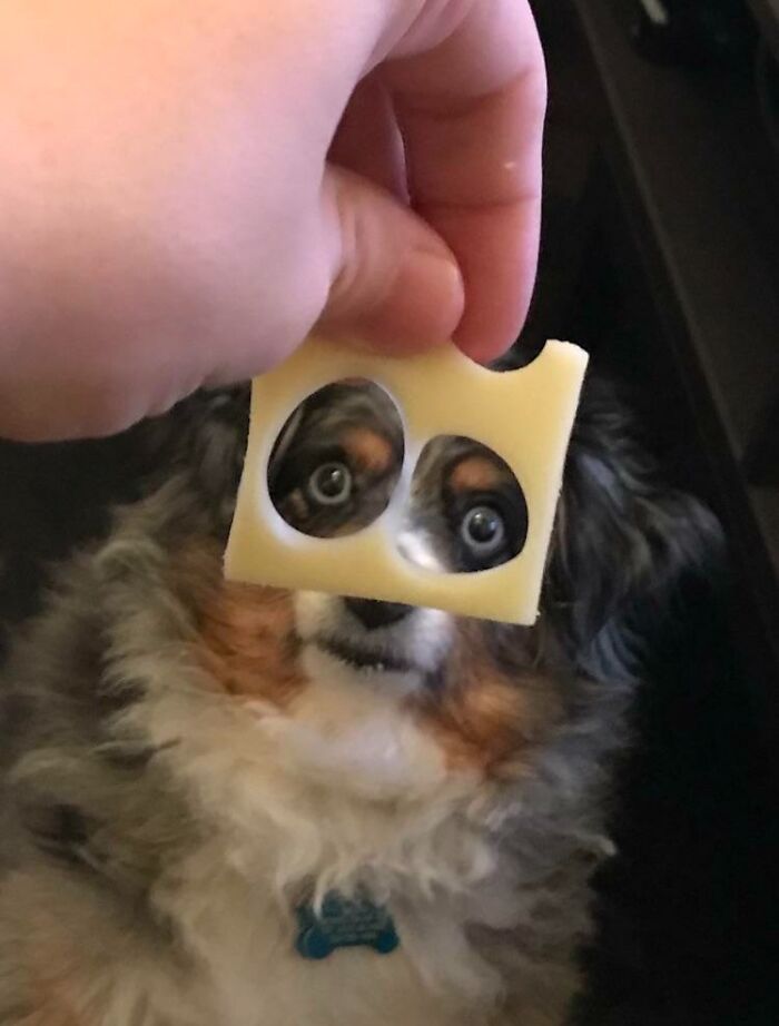 Sir Crazy Eyes Wants Swiss Cheese Now, Thanks
