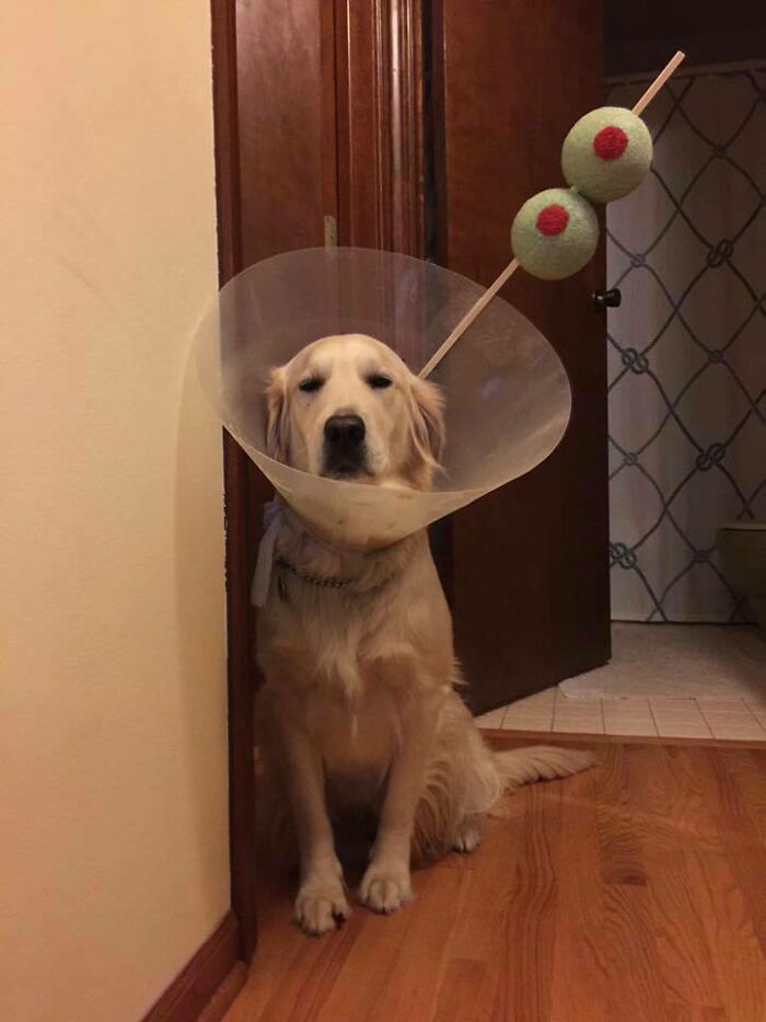 Martini Dog: Not Impressed, But Still Adorable