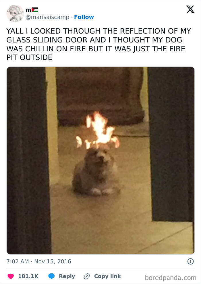 56 Dogs Being Total Legends (Because That's What Dogs Do)