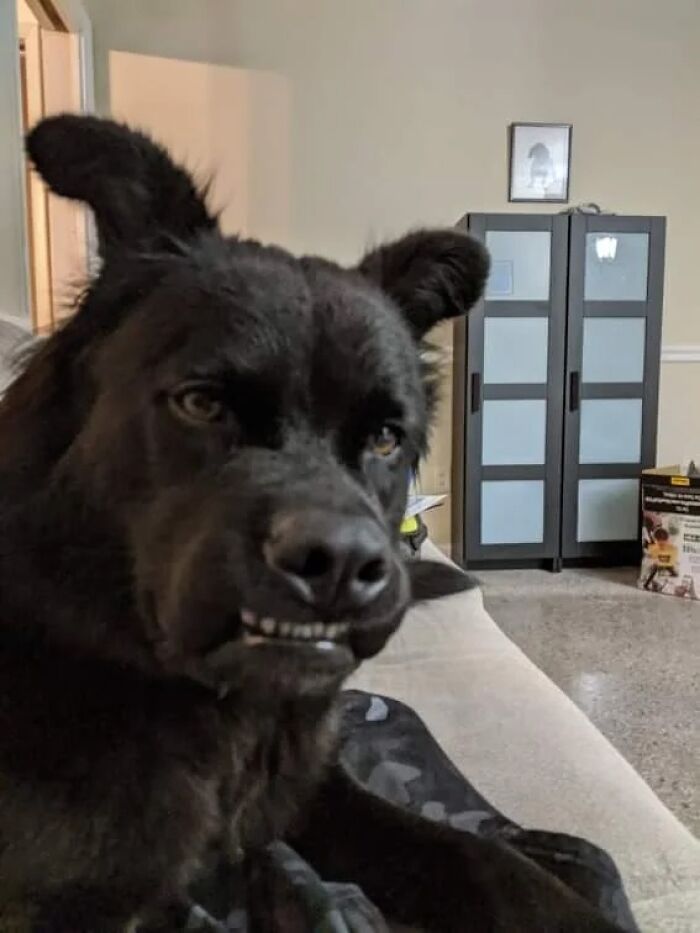 56 Dogs Being Total Legends (Because That's What Dogs Do)