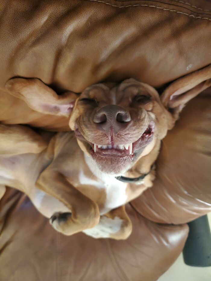 56 Dogs Being Total Legends (Because That's What Dogs Do)