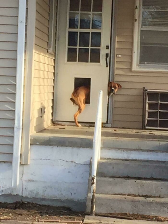 56 Dogs Being Total Legends (Because That's What Dogs Do)