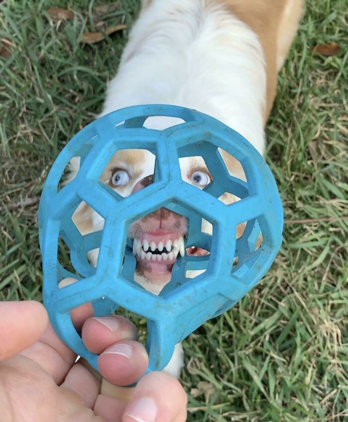 56 Dogs Being Total Legends (Because That's What Dogs Do)
