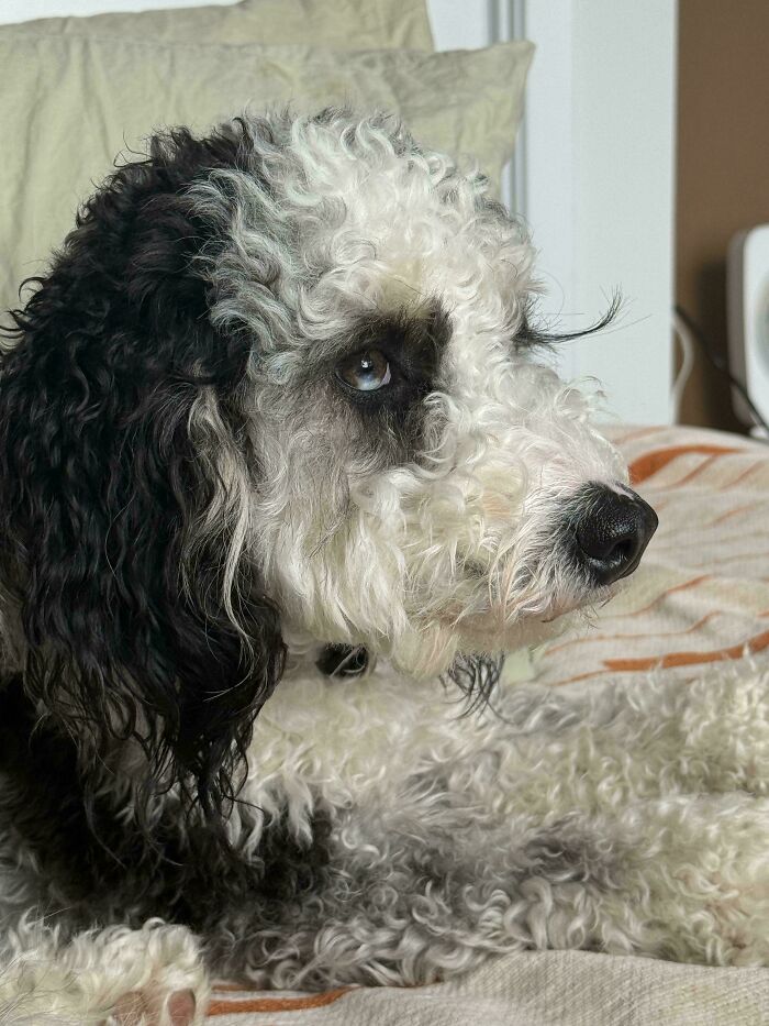 56 Dogs Being Total Legends (Because That's What Dogs Do)