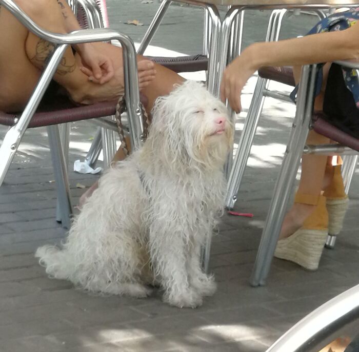 56 Dogs Being Total Legends (Because That's What Dogs Do)