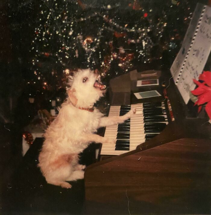 56 Dogs Being Total Legends (Because That's What Dogs Do)