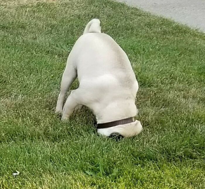 56 Dogs Being Total Legends (Because That's What Dogs Do)
