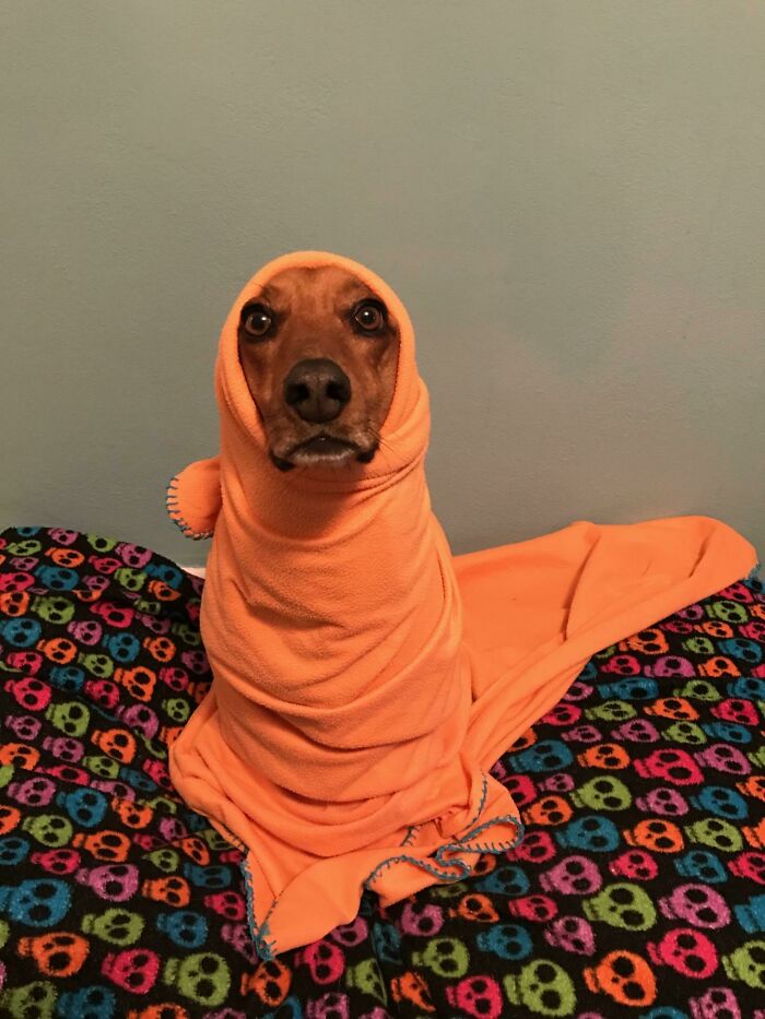 56 Dogs Being Total Legends (Because That's What Dogs Do)