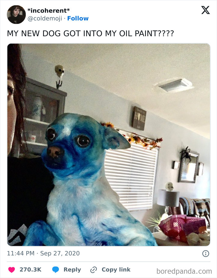 56 Dogs Being Total Legends (Because That's What Dogs Do)