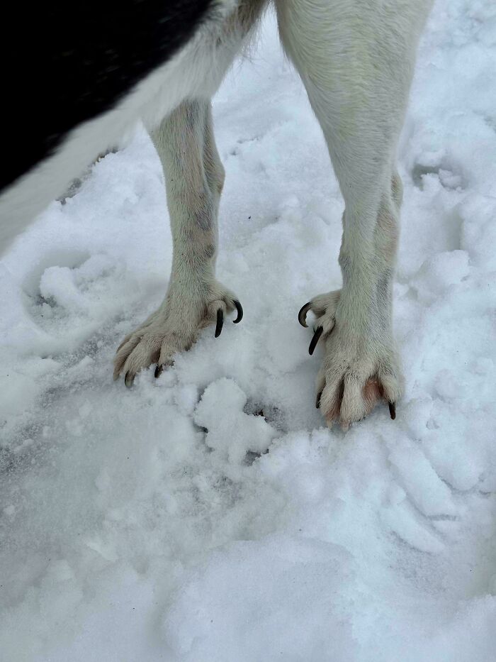 56 Dogs Being Total Legends (Because That's What Dogs Do)