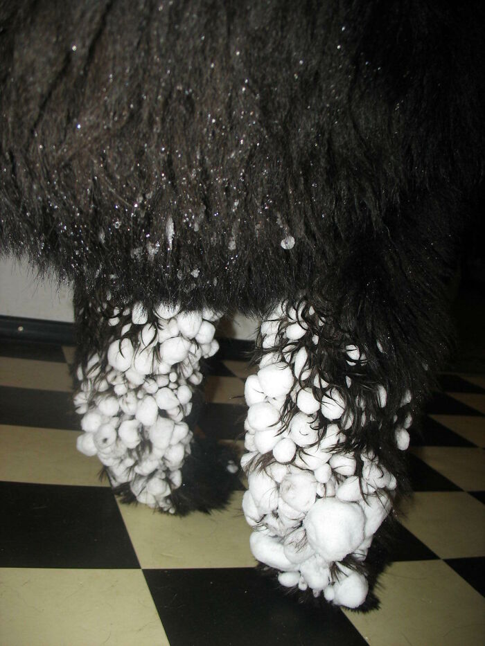 56 Dogs Being Total Legends (Because That's What Dogs Do)