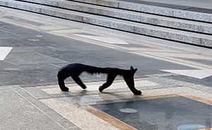 Wait, These Photos Turned the Streets Into Trippy Visual Magic!