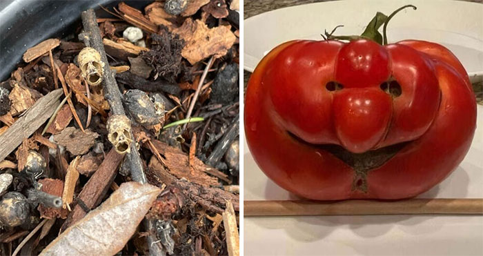 Wait, These Things Are Totally Smiling At Me?!