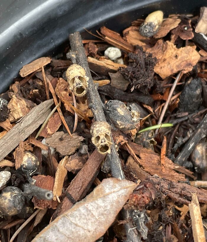 Grandma’s Dried Plant or Secret Forest Creature?