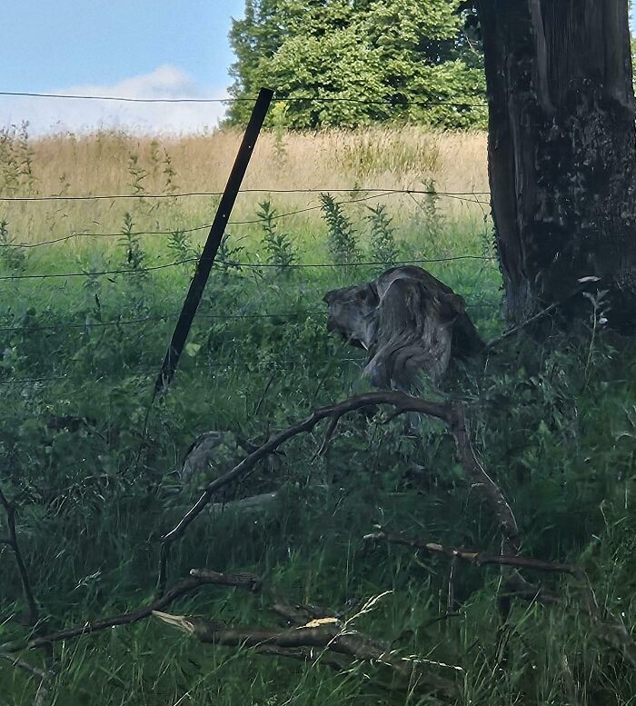 That Tree Branch Totally Looked Like a Giant Dog