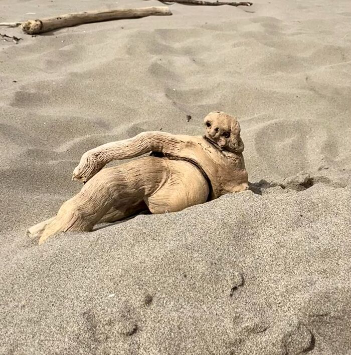 That’s One Sunbathing Sloth... Even If It’s Driftwood