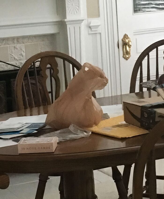 This Plastic Bag’s Got Cat Energy