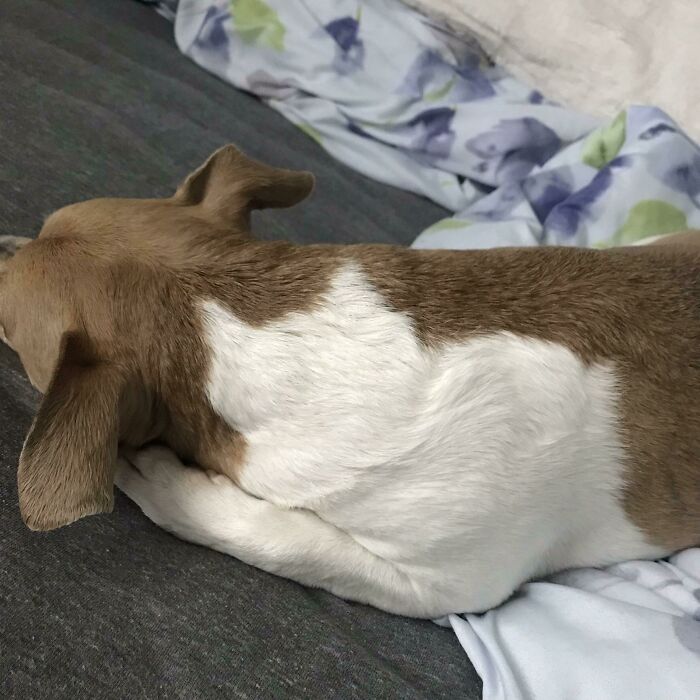 My Dog’s Fur Has a Fat Cat Silhouette!