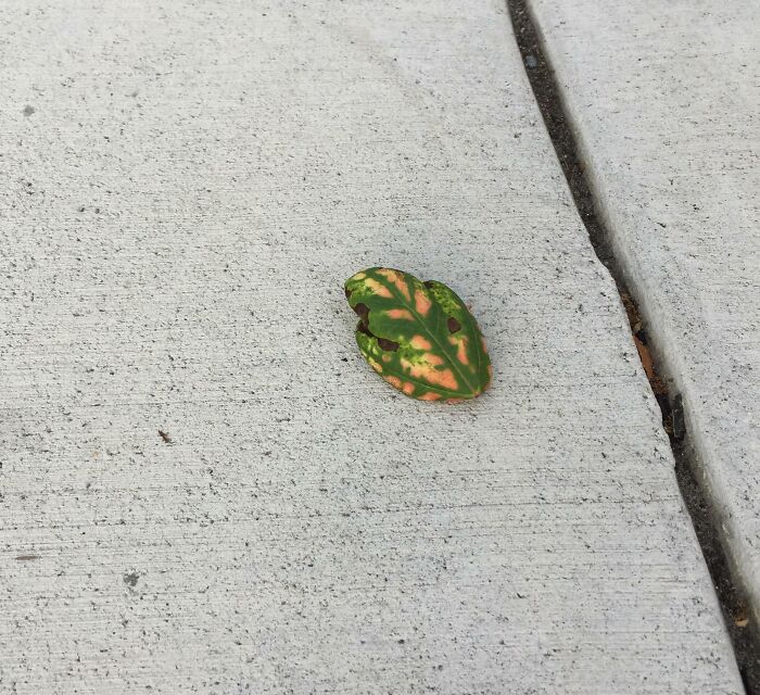 This Leaf Is Totally Pretending To Be A Fancy Frog