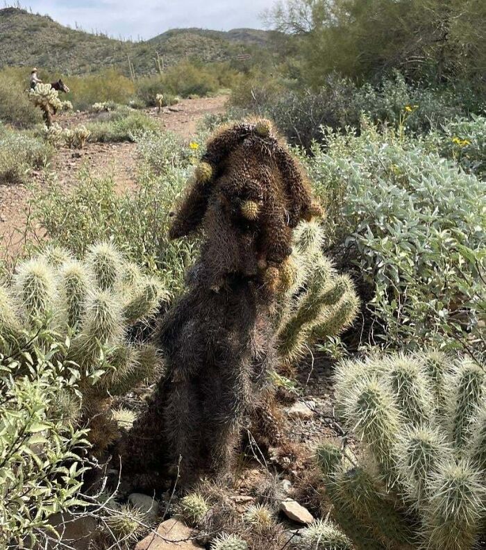 My Mom Thought This Cactus Was A Dog (Her Reaction Was Priceless)